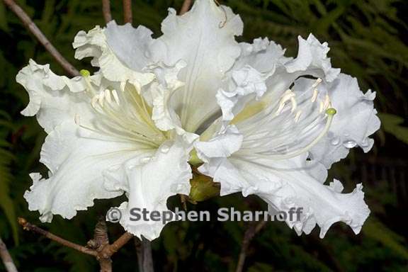 rhododendron veitchianum subsection maddenia 1 graphic